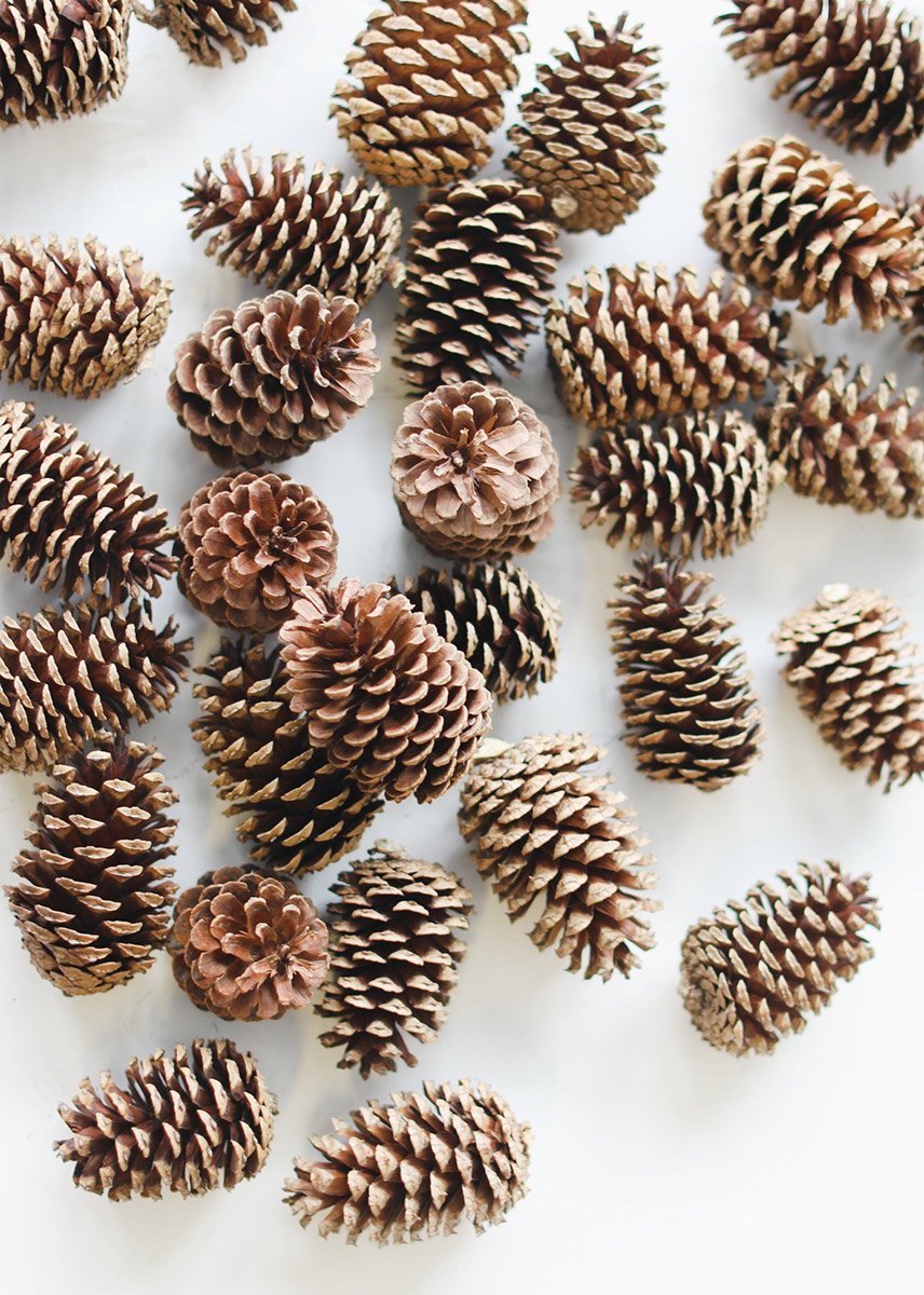 Afloral Box of 100 Natural Medium Pine Cones