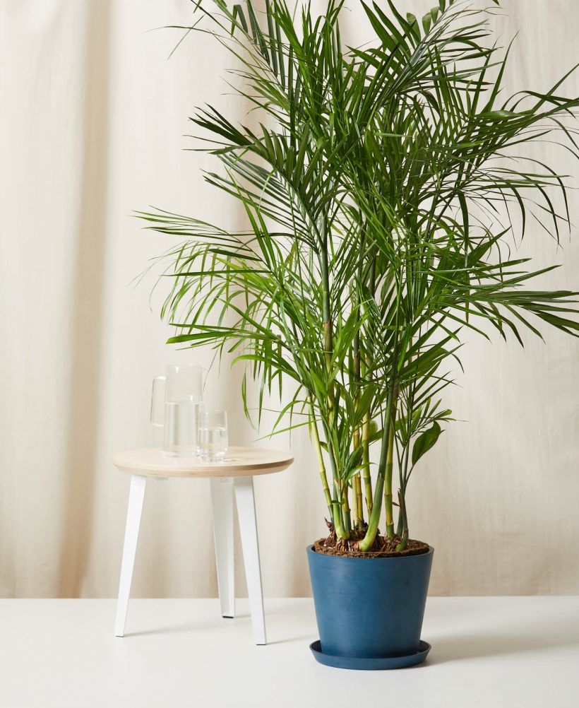 20 of the Best Low-Light Indoor Plants for Your Space