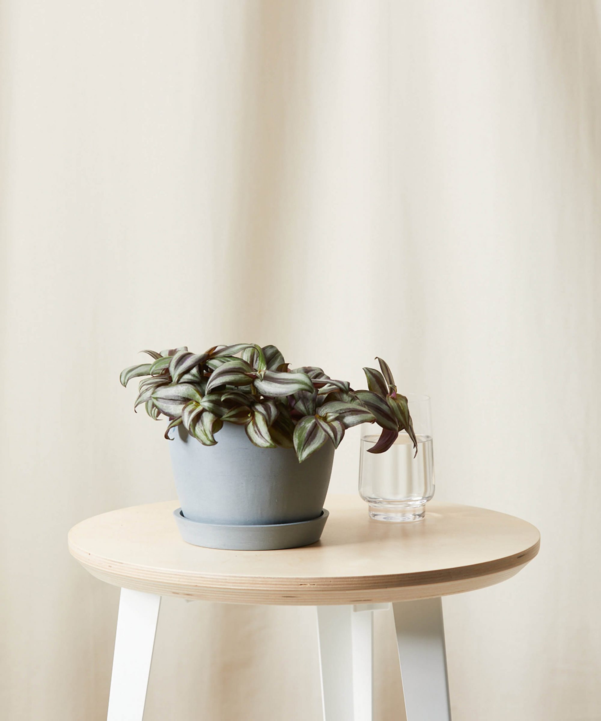 20 of the Best Low-Light Indoor Plants for Your Space