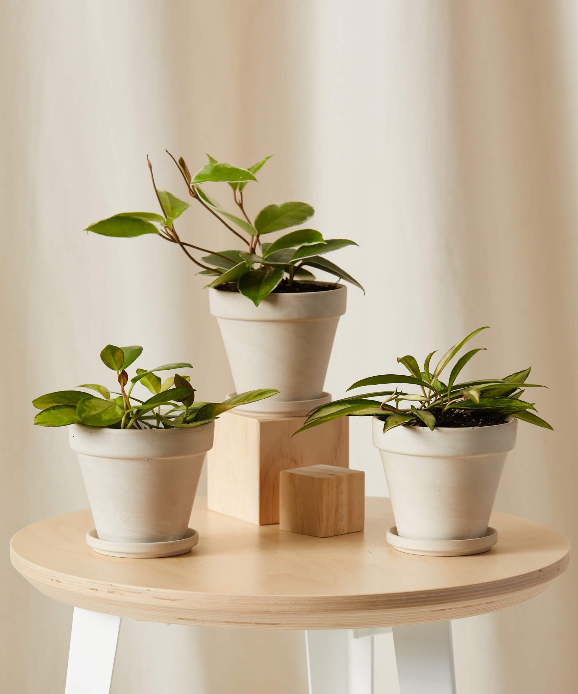 20 of the Best Low-Light Indoor Plants for Your Space