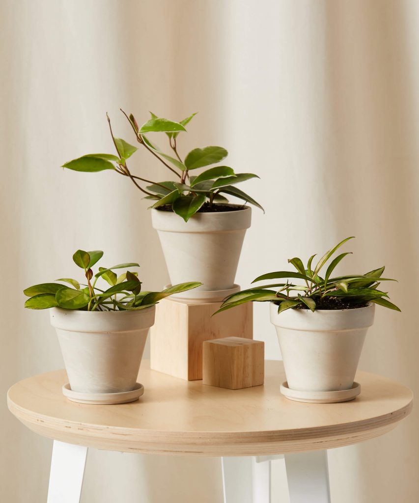 20 of the Best Low-Light Indoor Plants for Your Space