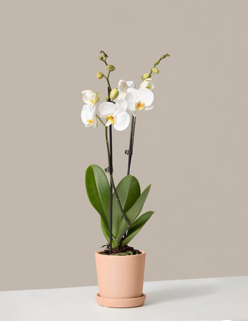 Best Pet-Friendly Houseplants_Phalaenopsis Orchid 