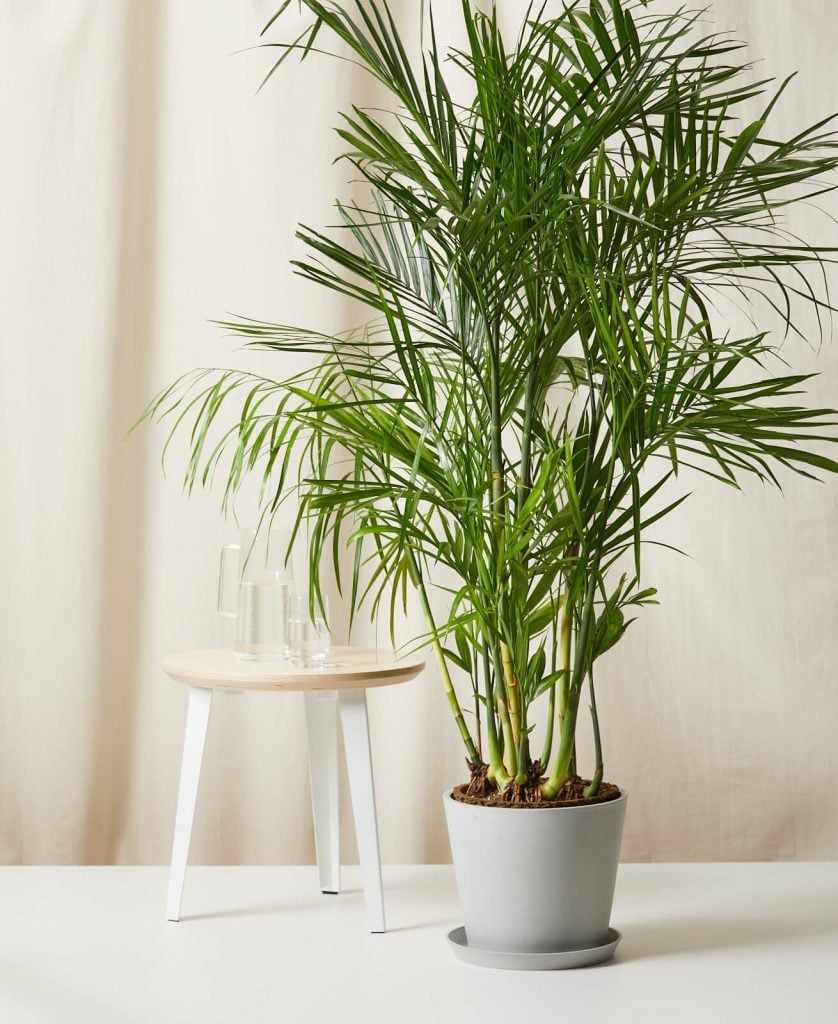 Best Pet-Friendly Houseplants_Bamboo Palm