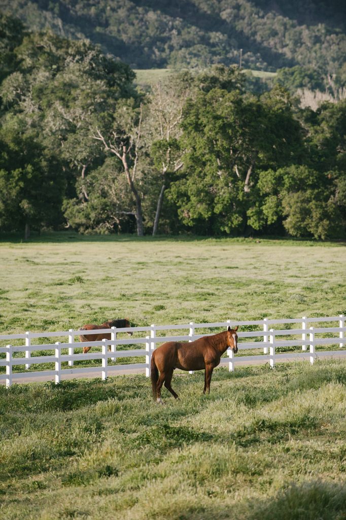 Horse in a field at the Jenni Kayne retreat - ways to give back during the holidays
