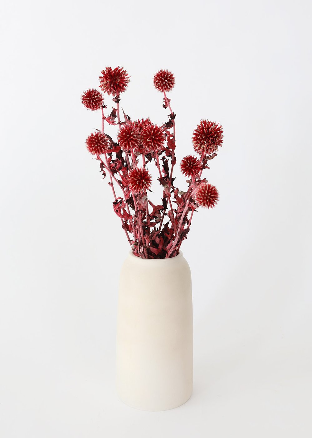 Afloral Red Burgundy Dried Echinops Thistle Flowers