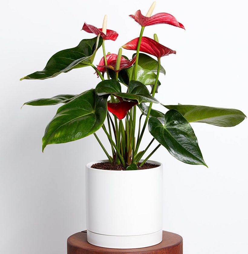 The 7 Indoor Plant Trends That Will Define 2022