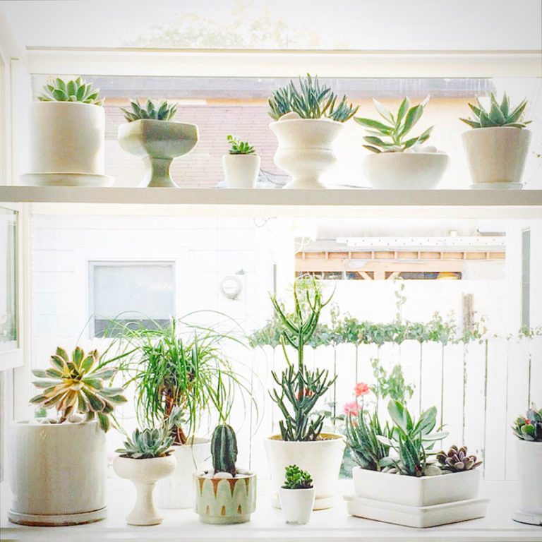 cute indoor potted plants