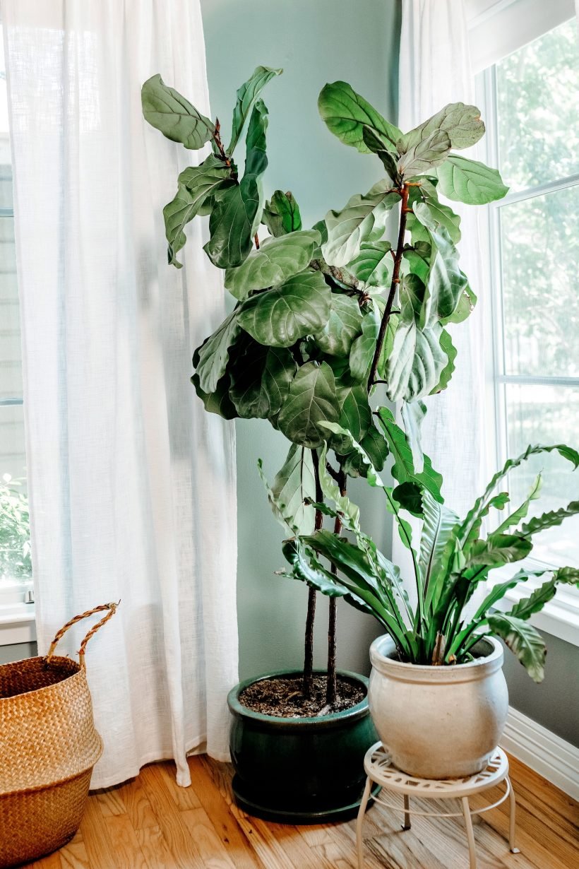 Plants in a living room