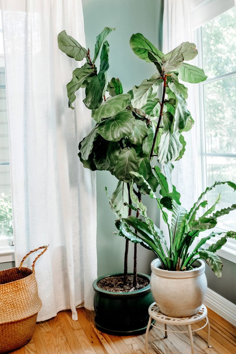 Tree in the living room