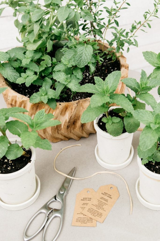 Sunday Funday at CS Bungalow, Target, herbs, flower pots, spring, Kristen Kilpatrick photography_how to keep your herbs fresh in the fridge