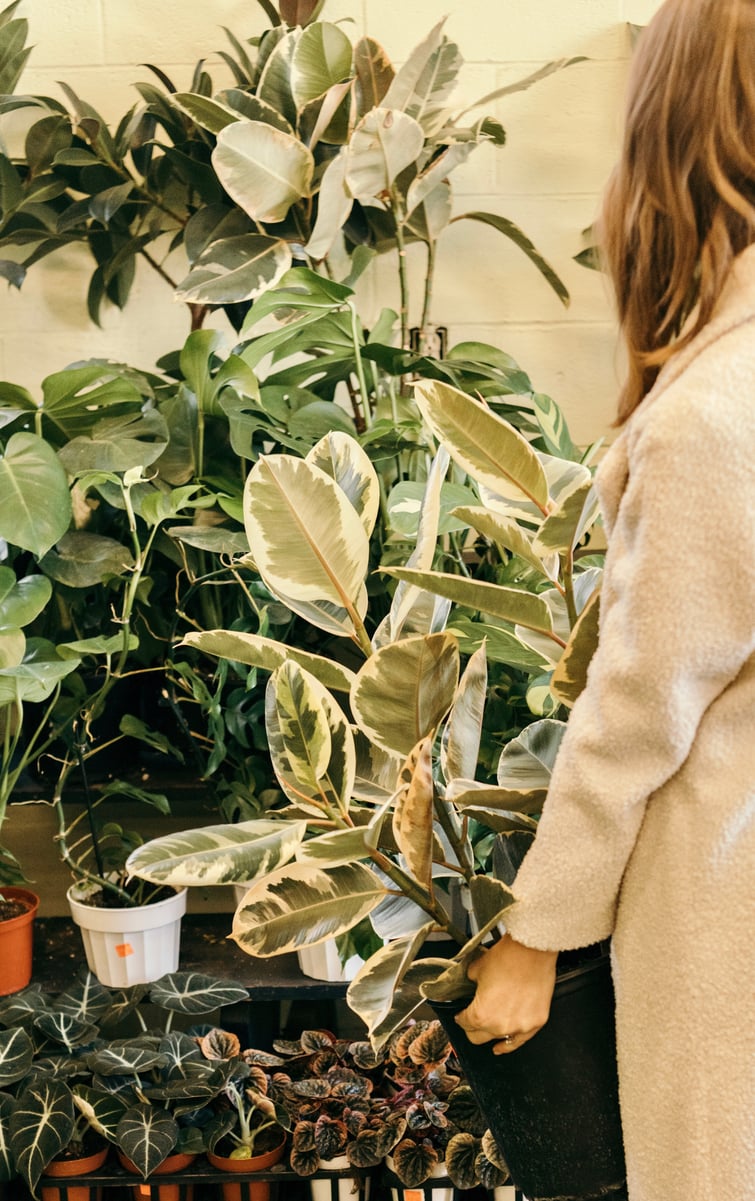 easy to grow houseplants, austin flower co, rubber plant