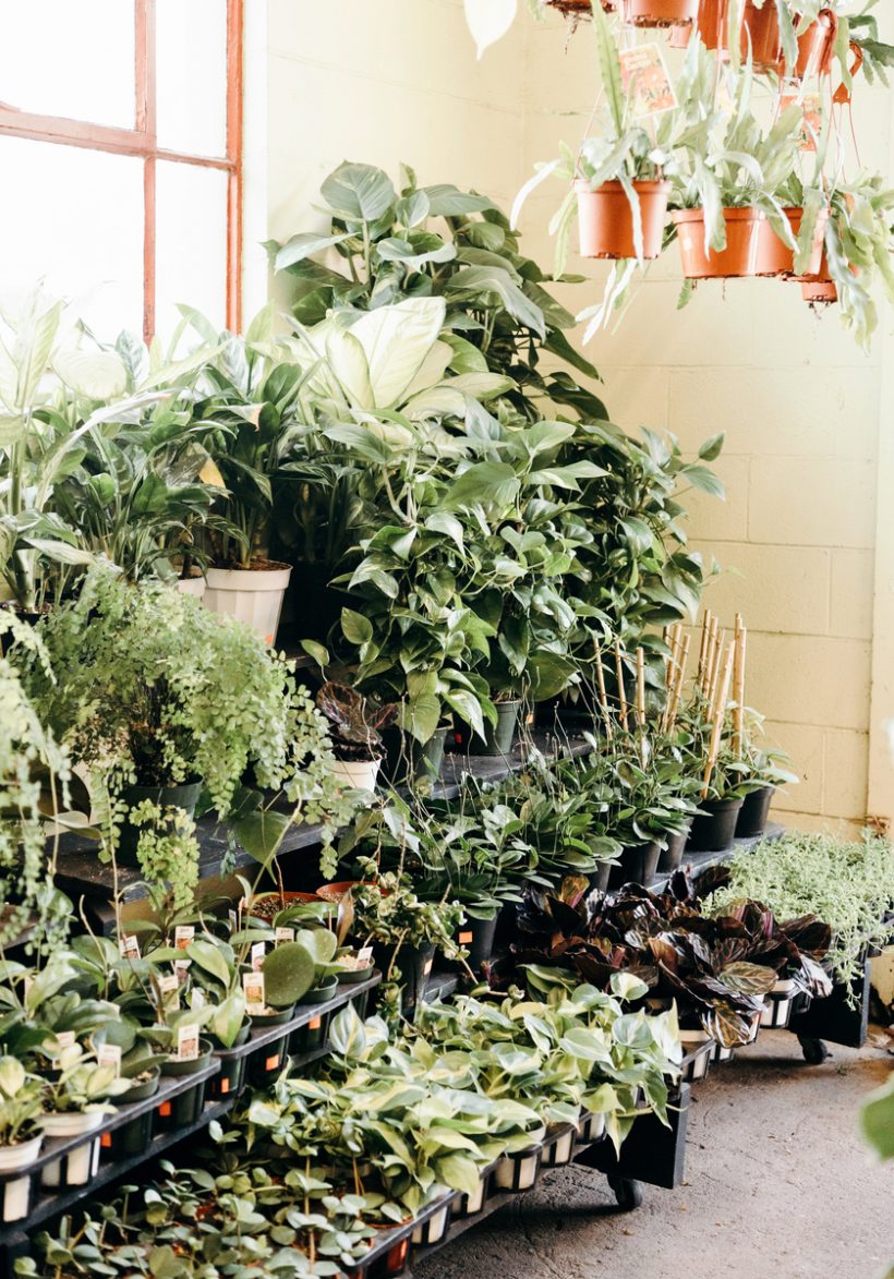 houseplants that are easy to grow, austin Flower co