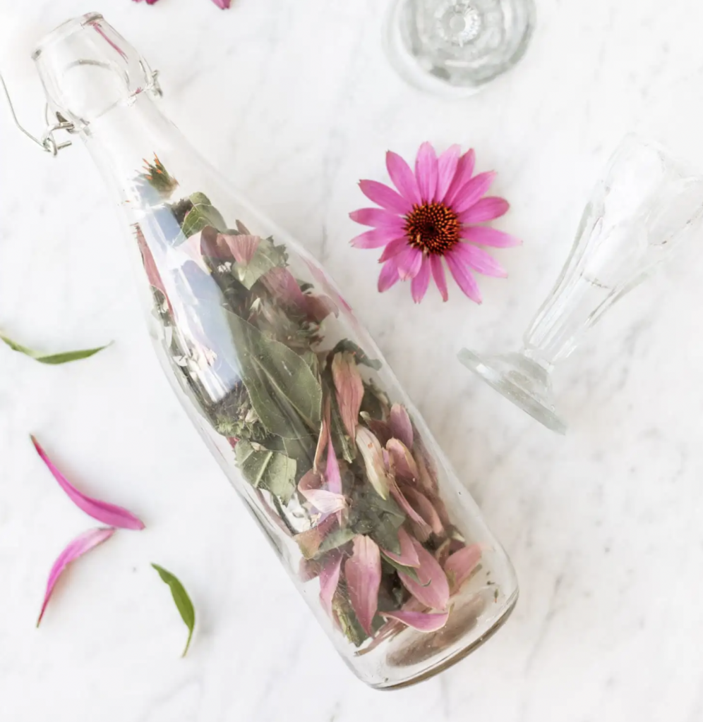 Homemade Echinacea Tincture 