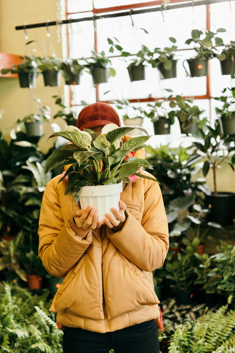 easy-to-grow houseplant, philodendron