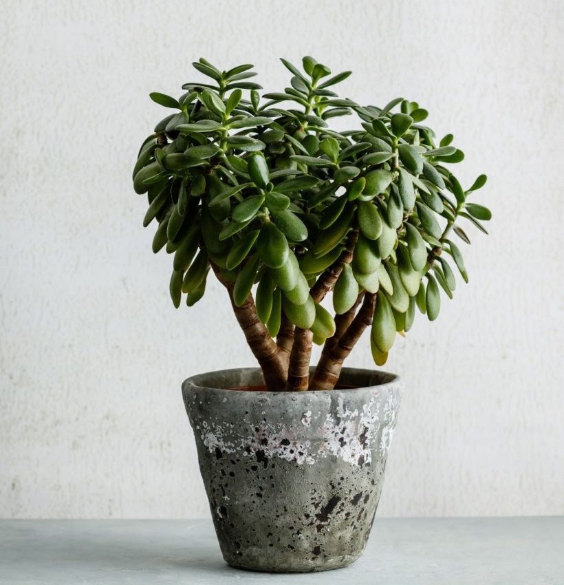 easy to grow indoor plants, jade plant