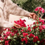 Pink florals in a house garden