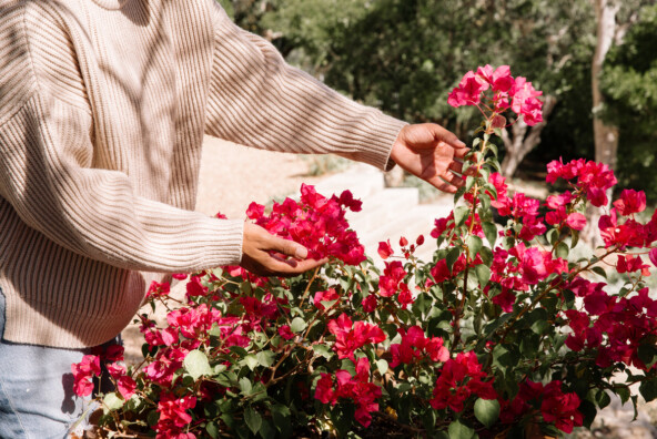 Pink florals in a house garden