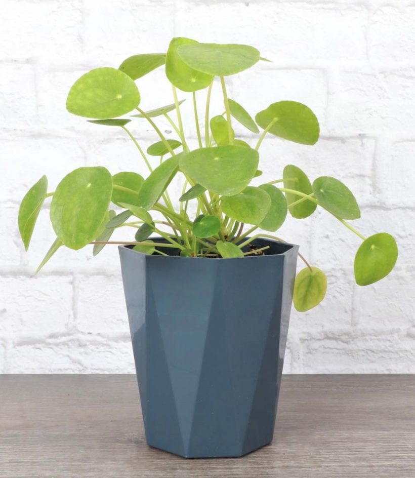 money plant