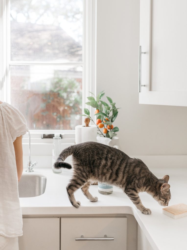 Camille Styles cleaning kitchen with cat_how to detox your life