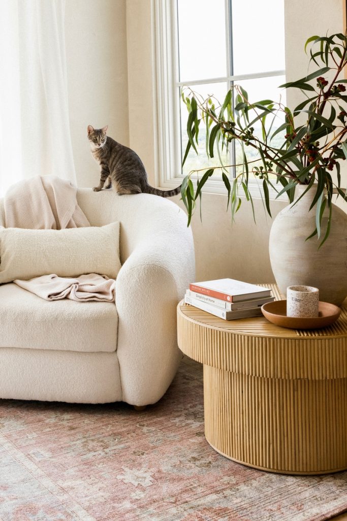 cat on chair in living room_things to do in fall with families