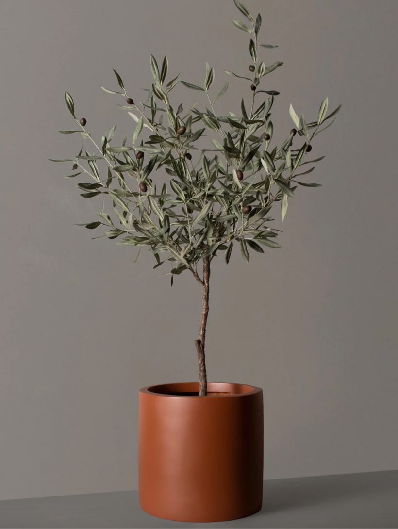 olive tree