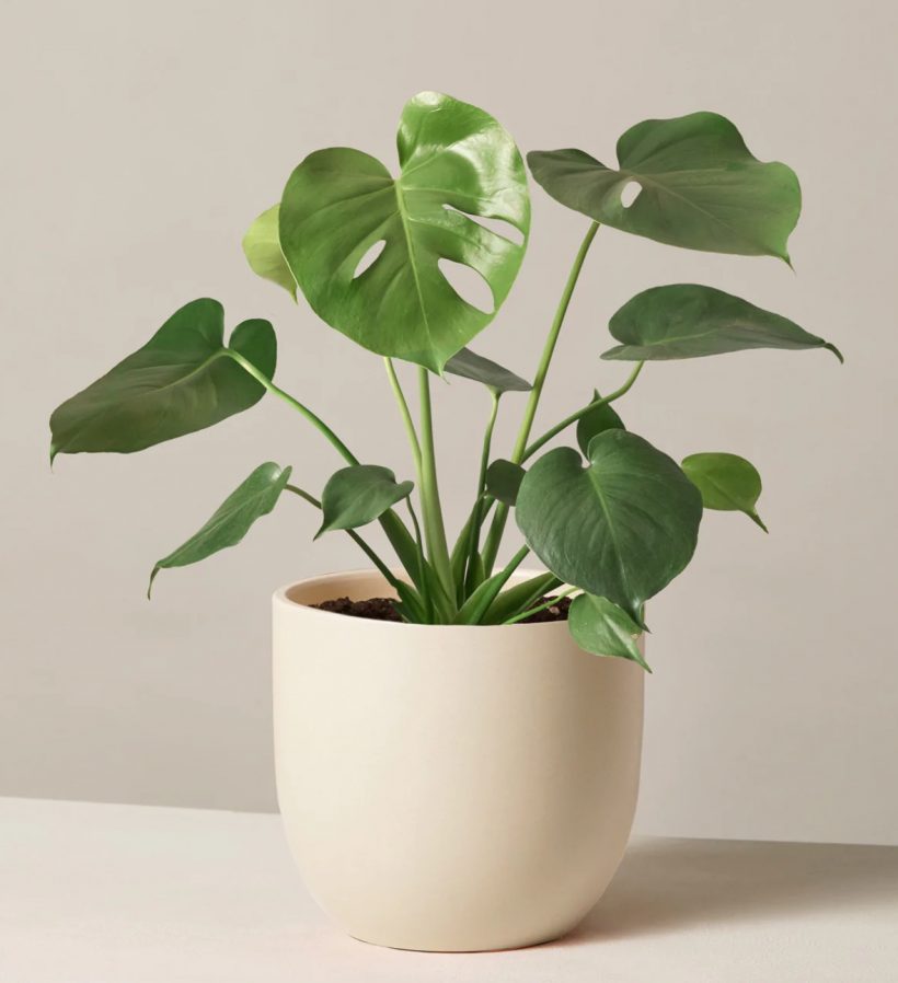 monstera deliciosa