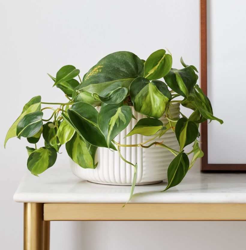 pothos plant