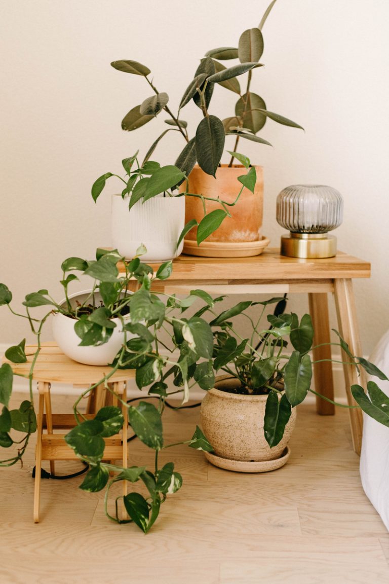 Sanetra Nere Logno houseplants