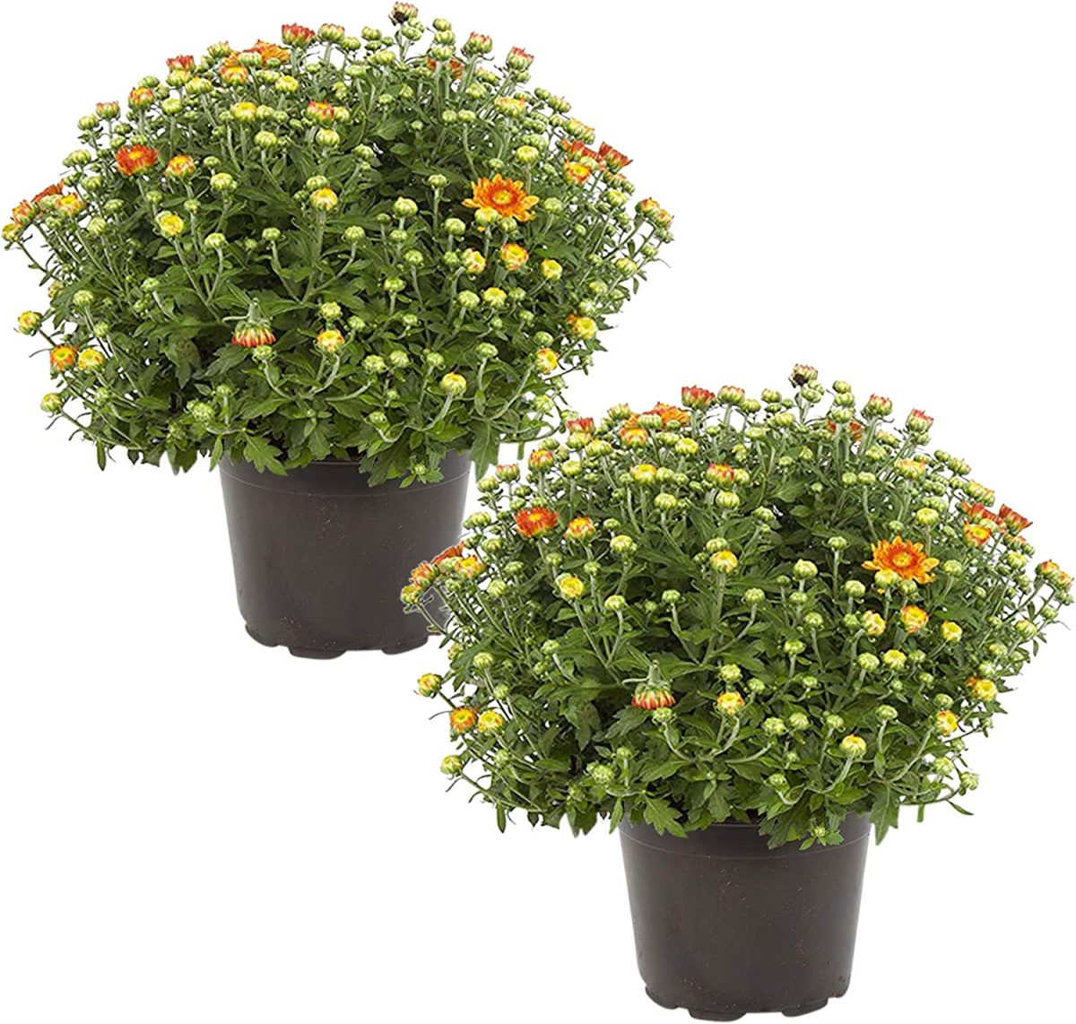 Live Flowering Hardy Chrysanthemum Amazon