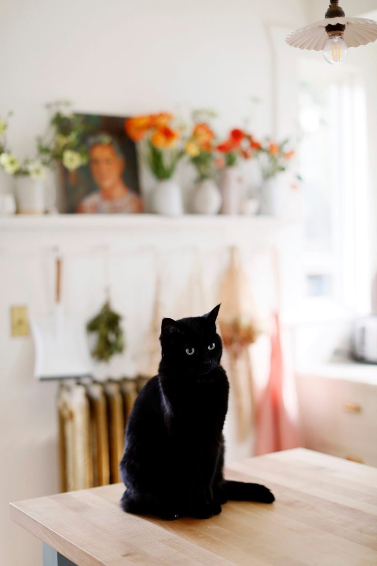 گربه سیاه، اولین بار صاحب حیوان خانگی