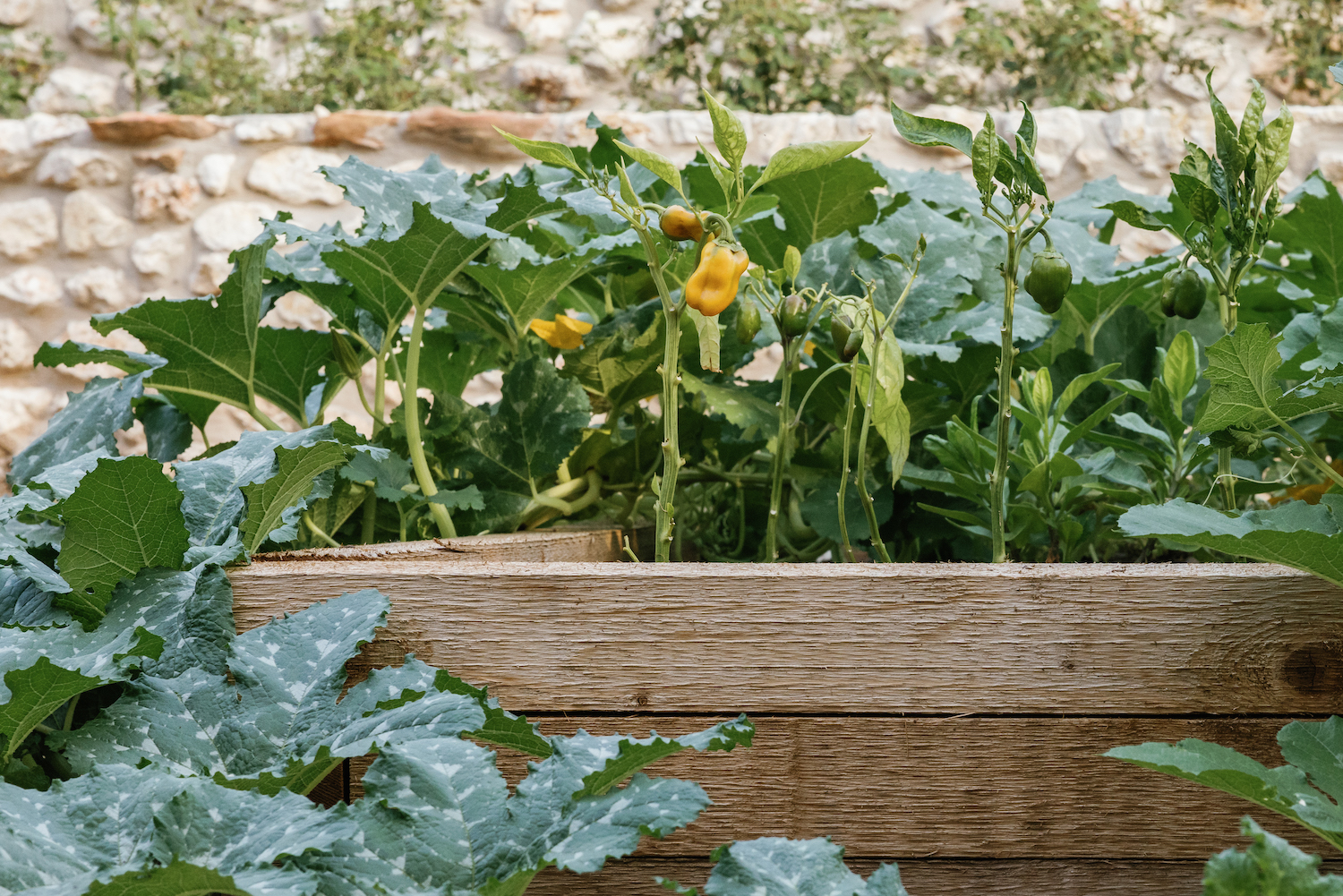 camille styles backyard - how to build raised garden beds - vegetable garden - flowers