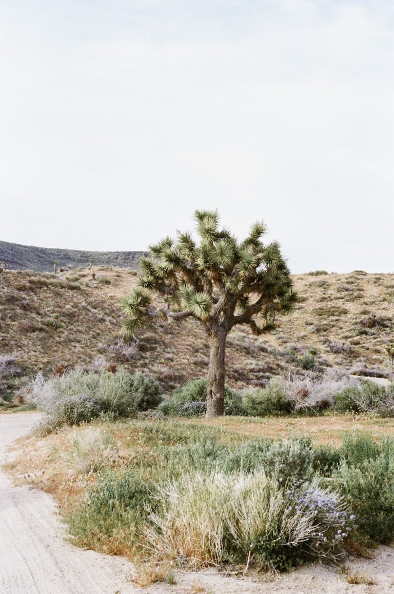 árbol de joshua cactus