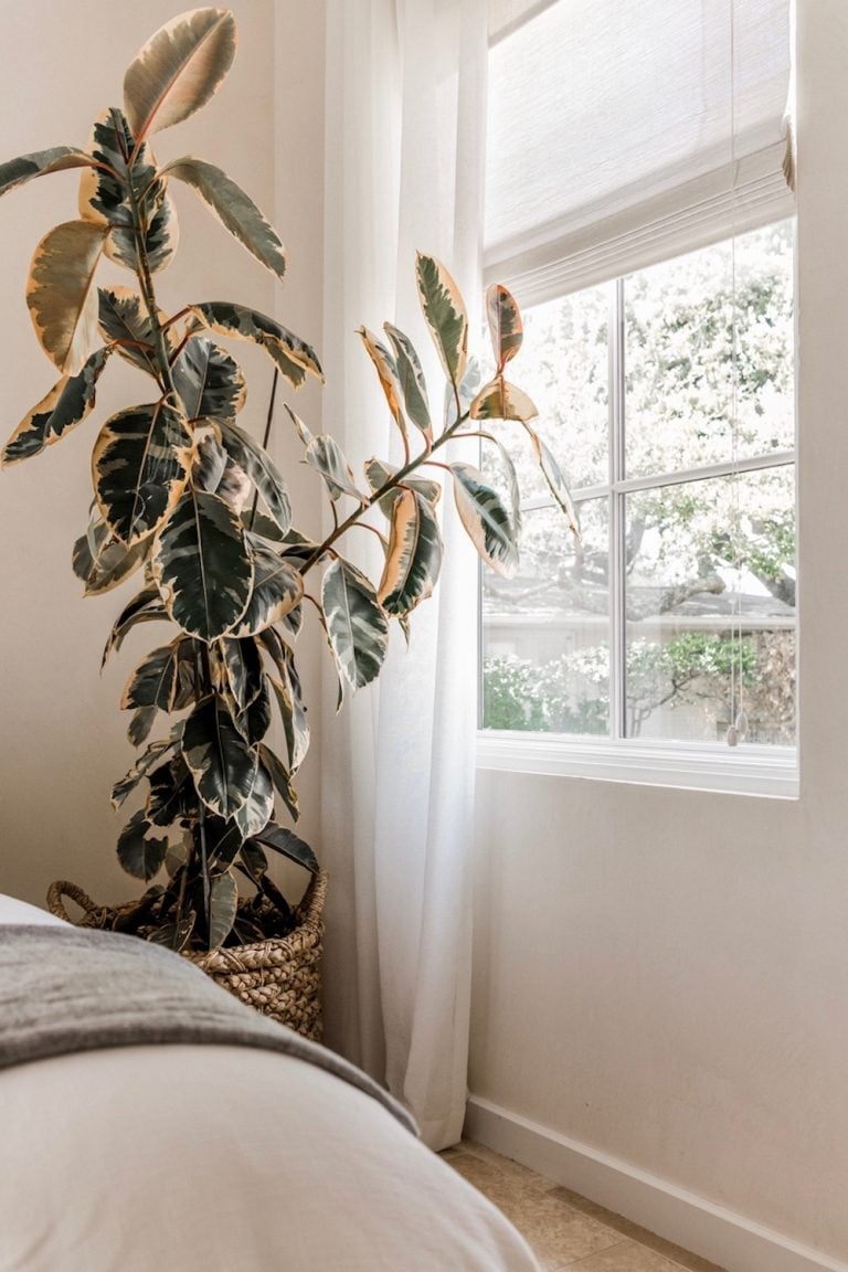 Dormitorio minimalista de paredes blancas con ventana y gran planta de caucho.