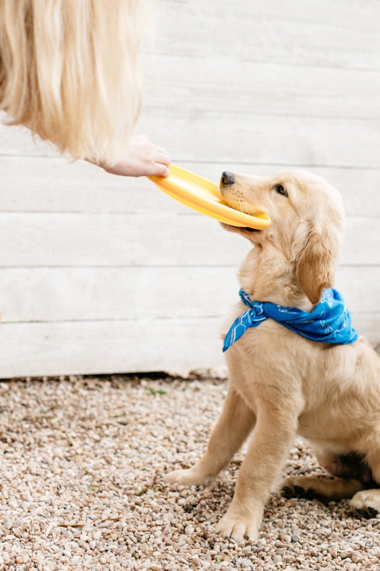 perro sosteniendo un frisbee amarillo en su boca_juegos al aire libre para adultos 