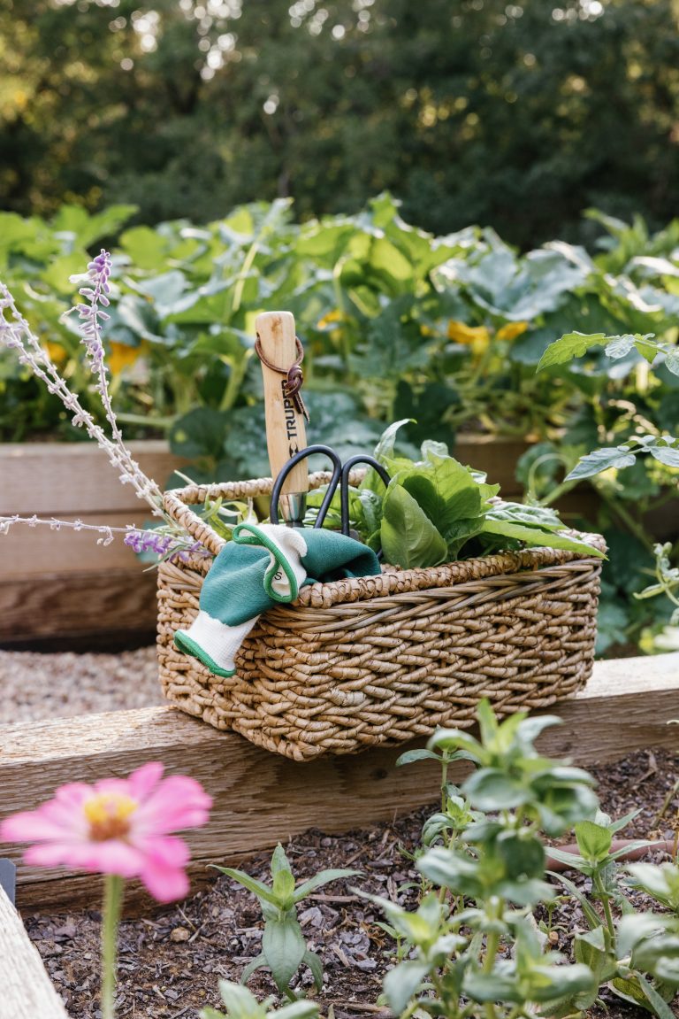 نکات باغبانی برای مبتدیان، تخت های گیاهی برجسته، باغبانی 101