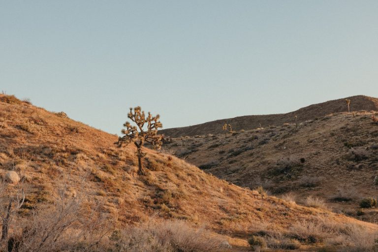 Things to Do in Joshua Tree, According to Locals