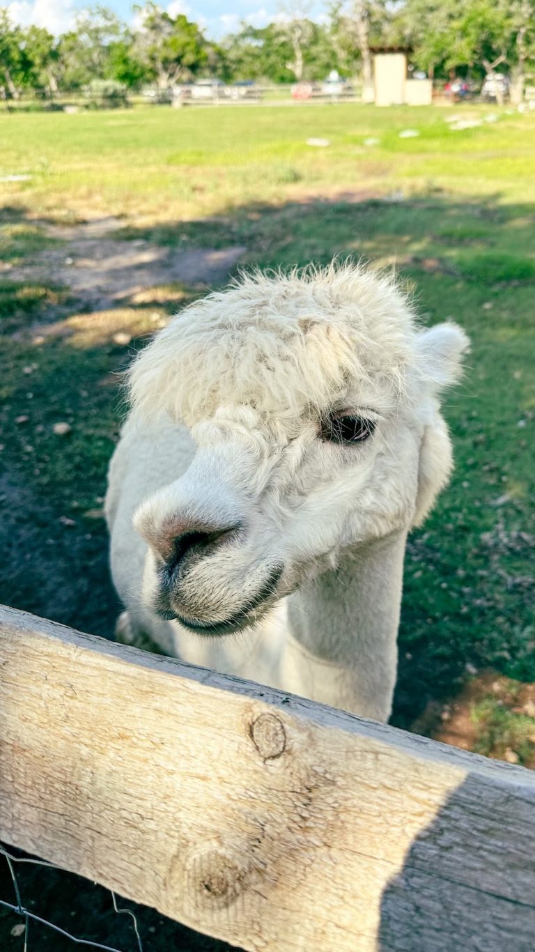 White alpaca at farm.