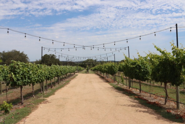 Outdoor vineyard.