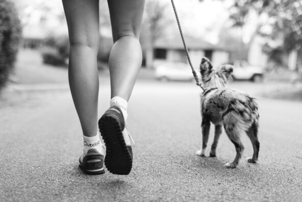 sneakers, running, dog