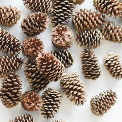 Box of 100 Natural Pine Cones