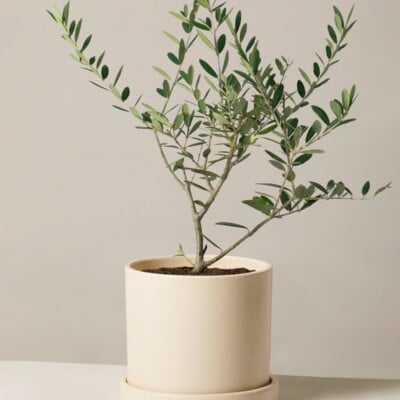 the sill olive tree
