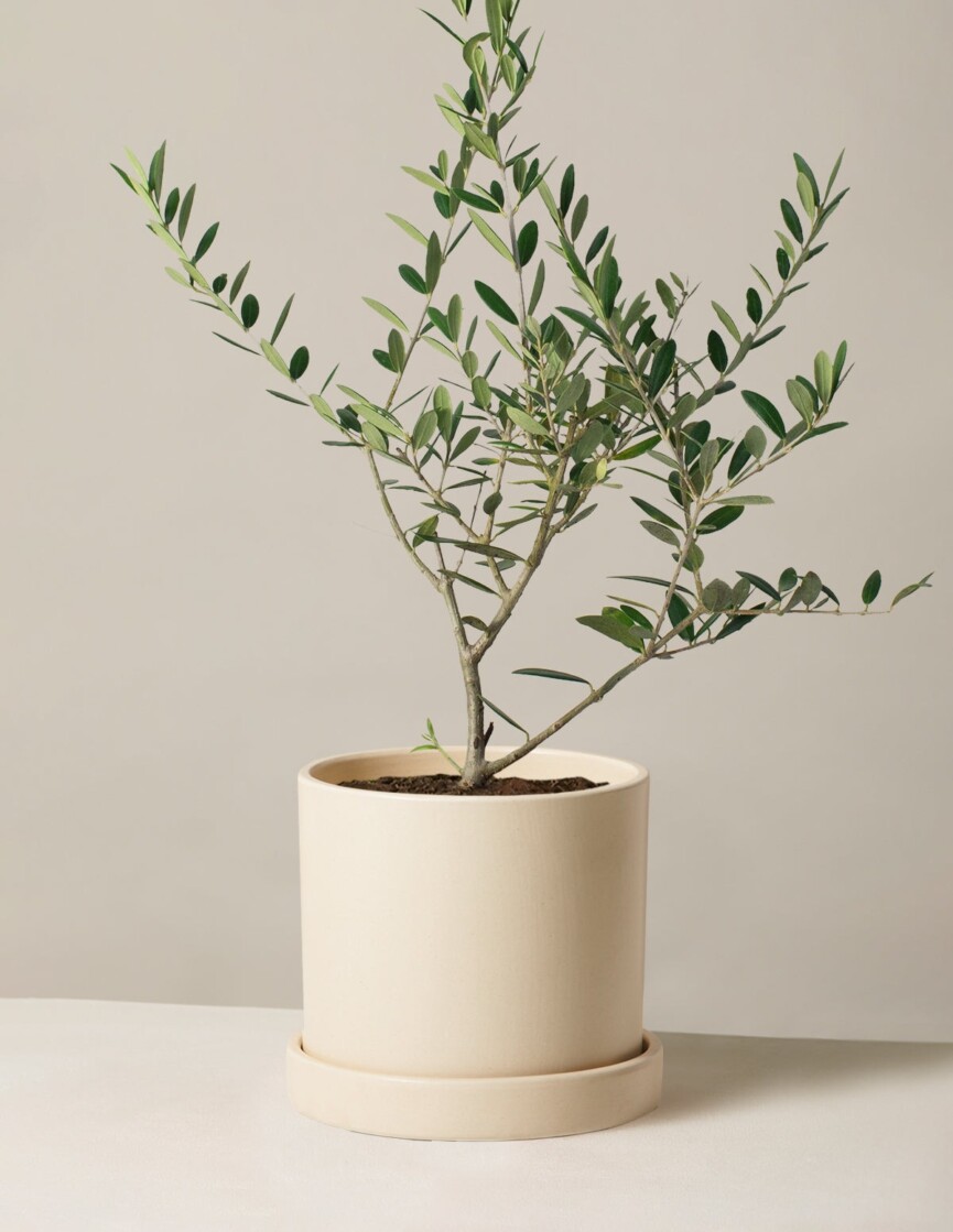 The Sill Olive Tree