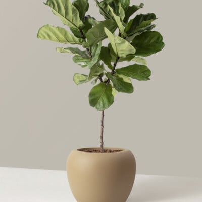 Large Fiddle Leaf Fig Tree, The Sill