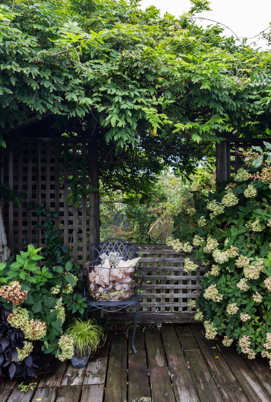 Hydrangea bushes garden color scheme.
