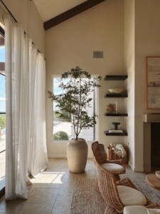 black olive tree - camille's living room plant
