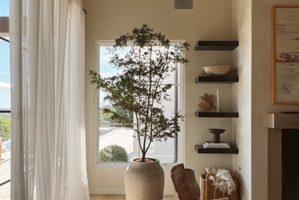 black olive tree - camille's living room plant