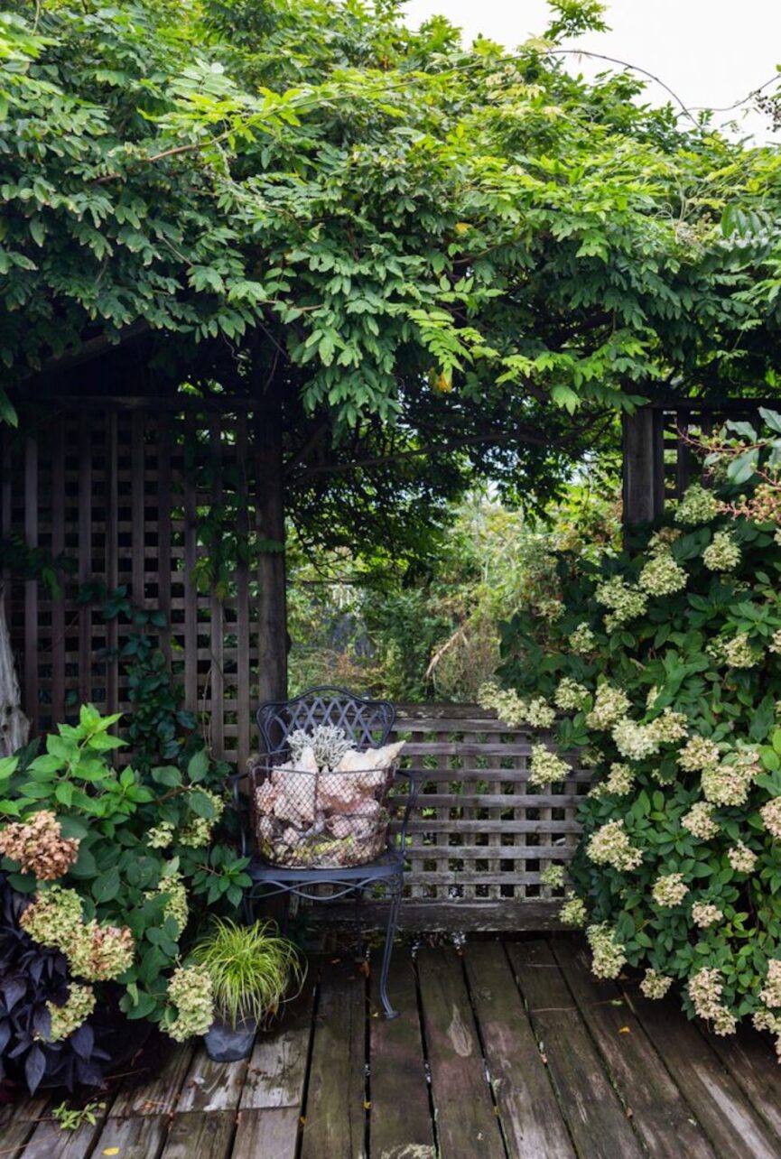 Jardim de hortênsias costeiras.