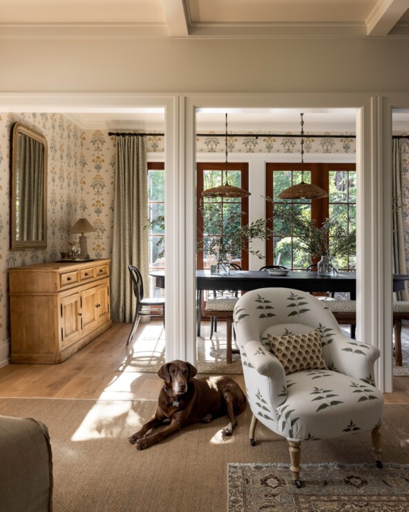 Dog in living room