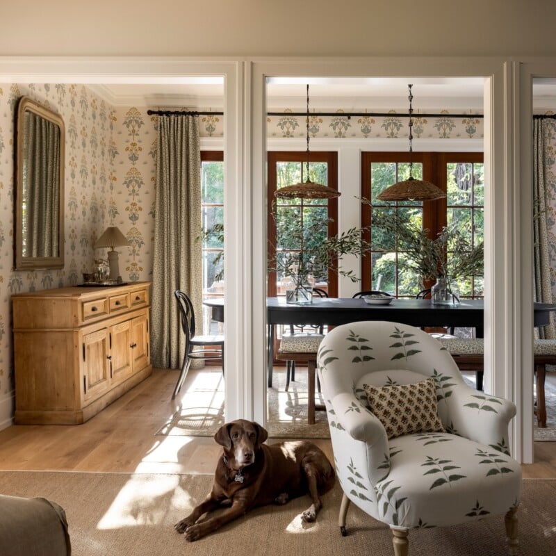 Dog in living room